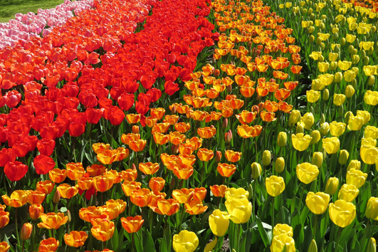 Tulpen sind niederländisch? Denken Sie!